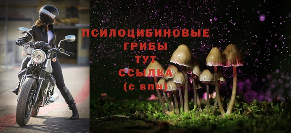 шишки Дмитриев